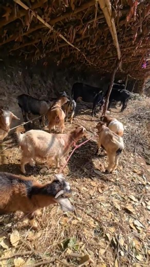 Cuihua's elderly mother and father's daily life in the cowshed | 周顺杰