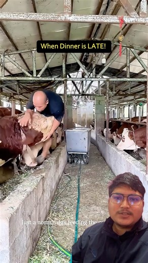 Gai lai dana dida late vayesi yesto bayo #trending #agriculture #farming #cow #dinner #animals