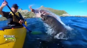 53K views · 676 reactions | MUST SEE: A Seal slapped a kayaker in the face with an octopus! | 7News - WHDH Boston | Facebook