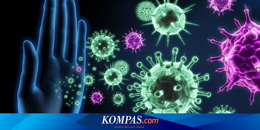 Sistem Imun Manusia: Pengertian, Komponen, dan Mekanismenya