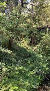 Old railroad bridge over Limestone Creek, tributary of Curdies River (yesterday). - Tim Vincent | Victorian Creeks and Rivers; Friends of Deep Creek