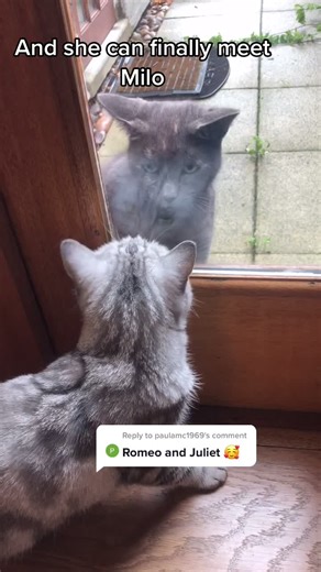 Indoor Cat Love Story: Mimi and Milo's Meeting