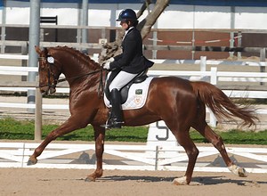 Carole Mortimer: Should all stallions at stud be performance tested? [H&H VIP] - Horse & Hound