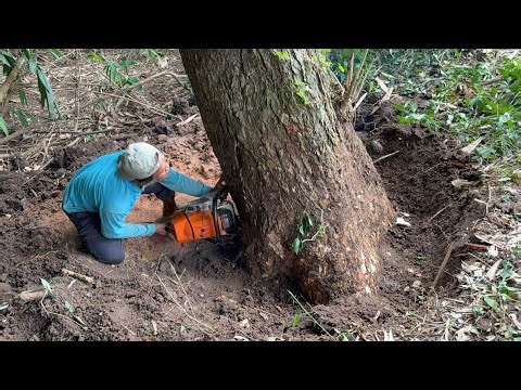 Non-Stop Action! Felling 3 Massive Trees Back-to-Back!