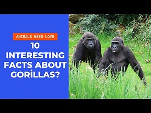 10 INTERESTING FACTS ABOUT GORİLLAS ?
