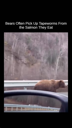 EXPLAINERS | FACTS | KNOWLEDGE on Instagram: "Salmon can carry parasite larvae, and when bears consume them during spawning season, those larvae can mature into tapeworms inside the bear's intestines. This is a natural part of the ecosystem and usually doesn't harm healthy adult bears. In some cases, these parasites even play a role in nutrient cycling, as bears spread them through the environment while moving between rivers and forests. This video is for educational purposes only. DM for credit