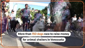 Over 150 dogs join race to support Venezuelan shelters