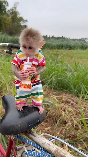 Baby Monkey Videos | Baby Monkey Videos 🐵 Say hello to my cute little baby monkeys, Tom and Jerry! 🐒💖 Just like the famous cartoon duo, they are always... | Instagram