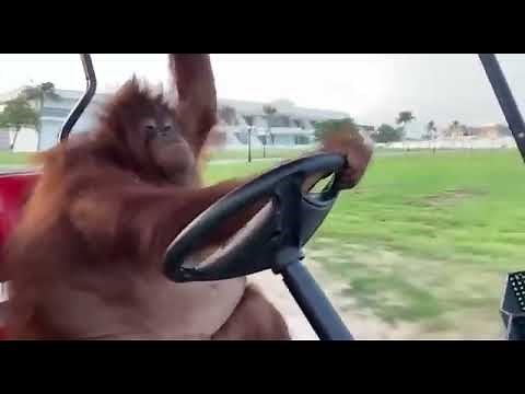 Monkey driving car.💚💚💚💚