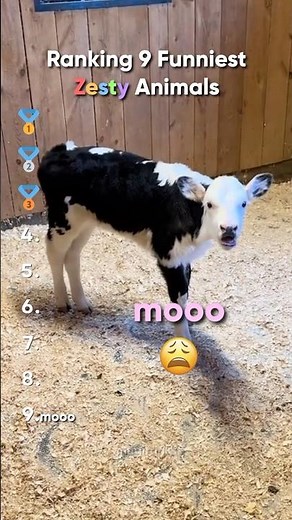 Ranking Zesty Animal Moments