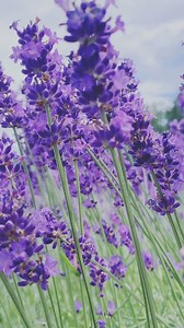 7.5K views · 33 reactions | Step into a world of vibrant colours and...