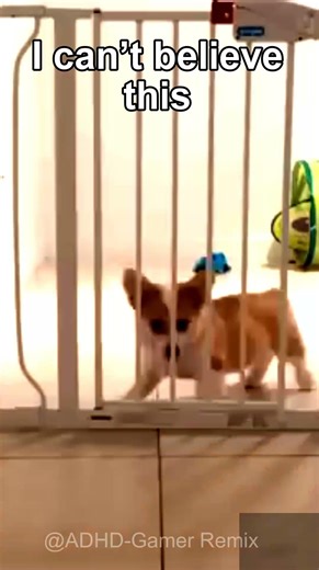You Won’t Believe This Funny Pet Escape Compilation - Try Not To Laugh Clip 😂