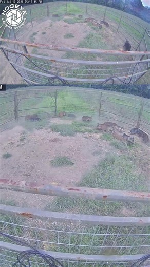 Great capture with the HogEye Camera System and Big Pig Panel Trap. #hogeyecameras #feralhogs