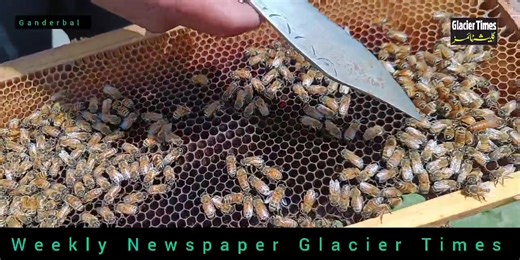 4.6K views · 130 reactions | Beekeeping is a very long- standing practice in the farming communities of the Ganderbal and it plays a significant role as source of additional cash income and nutrition for many subsistence farmers. | Glacier Times | Facebook