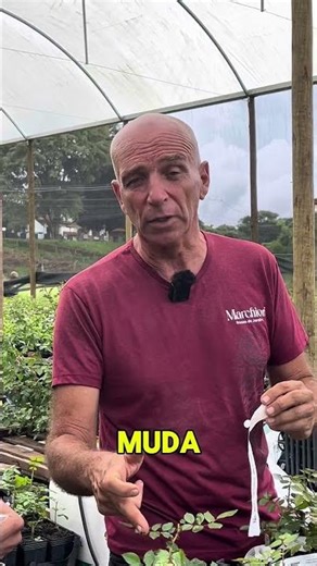 Marchiori seedlings are identified! So you know exactly which rose bush you're getting 🌹