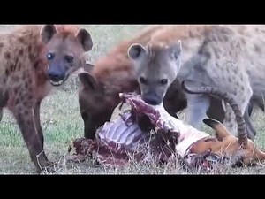 Wild Hyenas Eating Prey Alive | Survival in Africa