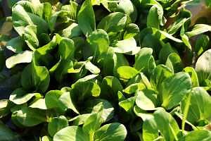 How to Grow Cole Crops