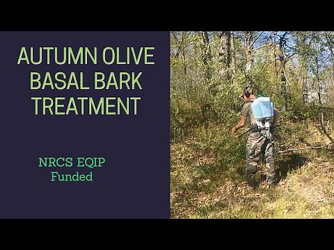 #146 Basal Bark for Autumn Olive Control Using Triclopyr, Diesel and a Backpack Sprayer