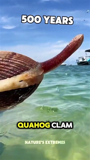 Longest vs Shortest Living Animals in Each Continent 😱🐢