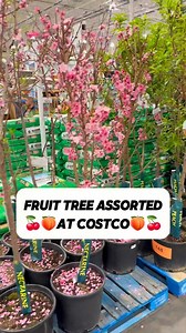 From garden to table! These fruit trees will have you picking fresh produce in no time! @costco #CostcoFinds #CostcoWonders #FruitTree #HomeGardening #SpringPlants #BackyardOrchard | Costco Wonders