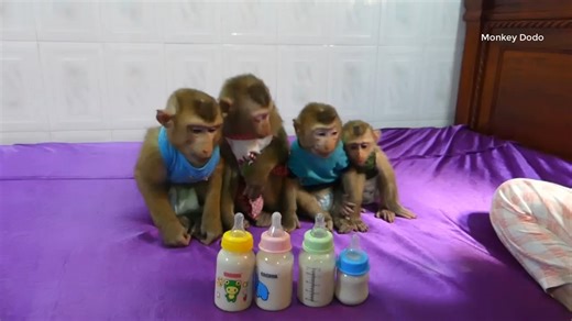 Family Dodo Monkey _ Four Adorable Monkey Dodo Mory With Donal & Tiny Moly Drinking Milk In Line | Monkey Dodo