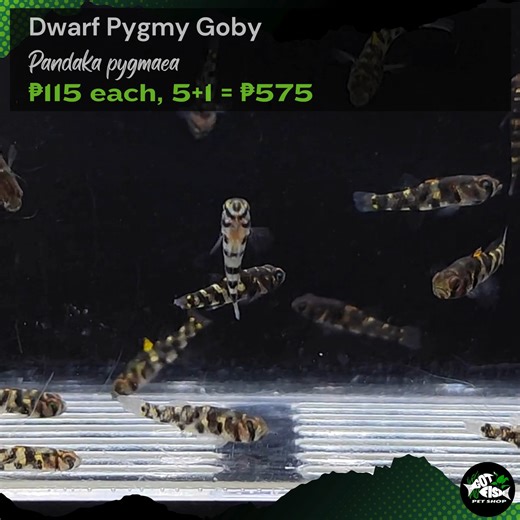 DWARF PYGMY GOBY | Got Fish