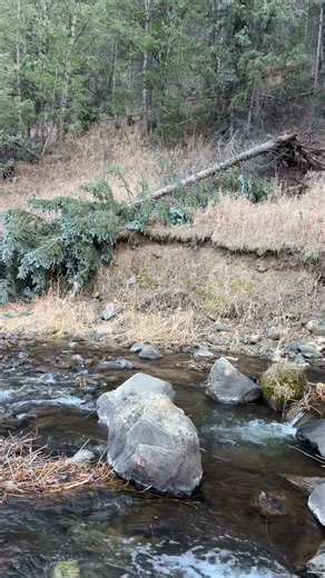 I’m sure many of us have felt like this. At a impasse. Broken. But we are not the tree…we’re the forest. And we press on. Continue to grow. Continue to flow - just like the creek.