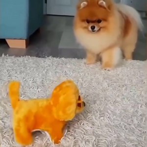 20K views · 674 reactions | Mini Pomeranian - Funny and Cute Pomeranian Videos #8 #FunniestPets | Funiest Pets | Facebook