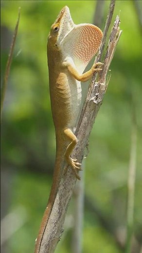 Green Anole flashes dewlap, shakes stem