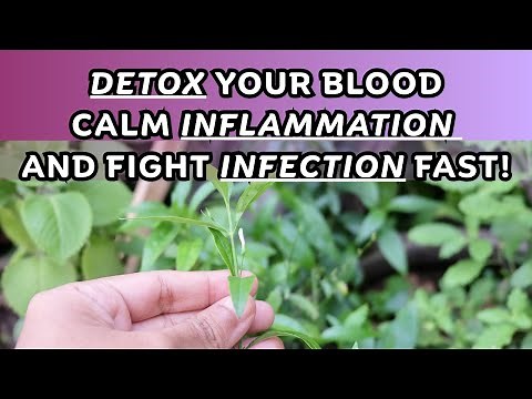 Andrographis (Rice Bitters): This Herb can Transform your Health! / Earth’s Medicine