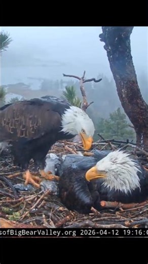 Shadow z dostawą 🦅🐟😊