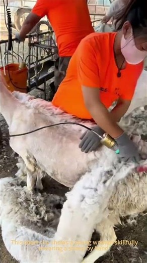 Sheep Shearing Skills You Need to See!