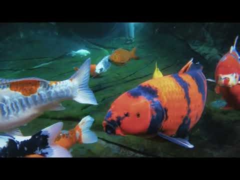 A Brief Introduction to Nishikigoi (Koi fish)