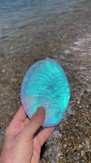 Magic shell