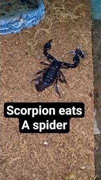 feeding a pet scorpion. #foryou #fypシ゚viral #viral #nature #explore #wildlife #venom #pets #food #1k