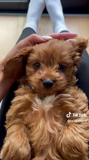 Cavoodle Dog Care Tips and Training Guide