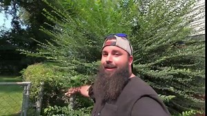 UGLY YARD BEFORE AND AFTER - OVERGROWN LANDSCAPING BEFORE AND AFTER - Fixing overgrown landscaping | Lawn Care Juggernaut