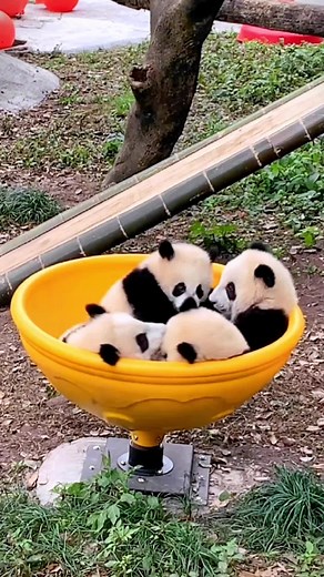 Lucky panda on TikTok