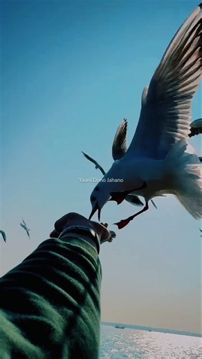 O Meri Laila 🤌🫀 Slowed+Reverb ||Whatsapp Status || #aesthetic#aestheic #love #trending