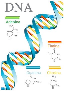 DNA. As características gerais do DNA - Biologia Net