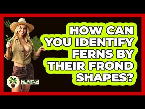 How Can You Identify Ferns By Their Frond Shapes? - The Plant Enthusiast