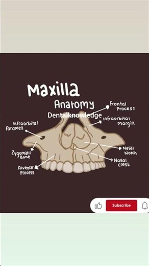 Anatomy of Maxilla #dental #shortsfeed #anatomy #dentalknowledge #shortsvideo