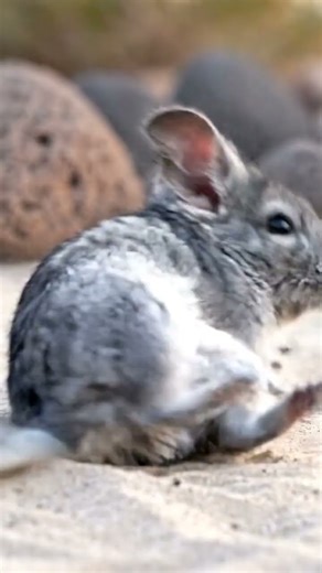 Chinchilla Sand Bath Secret