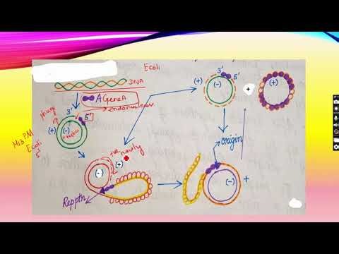 Viral genome part 2-Phage 174, looped rolling circle model of replication explained