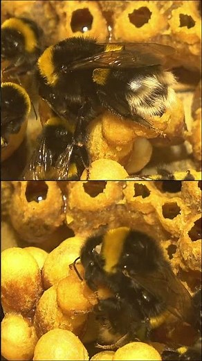 Queen Bumblebee Laying Eggs - Buff-tailed Bumblebee (Bombus terrestris) #shorts