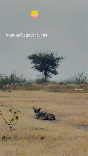 Bhigwan wildlife on Instagram: "Indian Gray wolf with sunset"