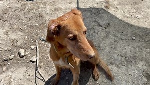 We have found someone who likes the paddling pool for its intended purpose. Looks like Isidoros will be keeping this toy. Επιτέλους βρήκαμε κάποιο από τα σκυλάκια μας να χρησιμοποιεί την πισίνα έτσι όπως πρέπει. Από ότι φαίνεται o Ισίδωρος θα κρατήσει αυτό το παιχνίδι για τον εαυτό του. Χρειάστηκε να μετακομίσουμε τον Ισίδωρο σε άλλο εσώκλειστο χώρο, γιατί είχε κάποια μικρή διαφωνία με τον Ρόκο. https://www.paypal.com/donate/?cmd=_s-xclick&hosted_button_id=YDFUP26WDRCBN&source=url | George Stray