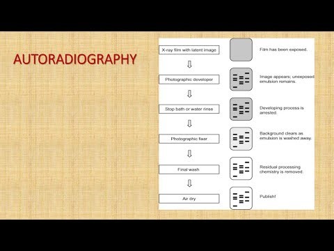 AUTORADIOGRAPHY