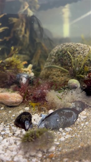 5.6K views · 182 reactions | Some new inhabitants of the Gulf of Maine touch tank at the Education Center. So much to see! https://linktr.ee/mrdrewandhisanimalstoo #mainewoodsmainewatersmaineanimals #educationmatters #educationisourspeciality #mrdrewseducationcenter #wherenaturalsciencemeetscommunity #mrdrewandhisanimalstoo #familymuseumofnaturalscience #mrdrewsexoticrescue #polandmaine #Poland #Maine | Mr. Drew and His Animals Too | Facebook