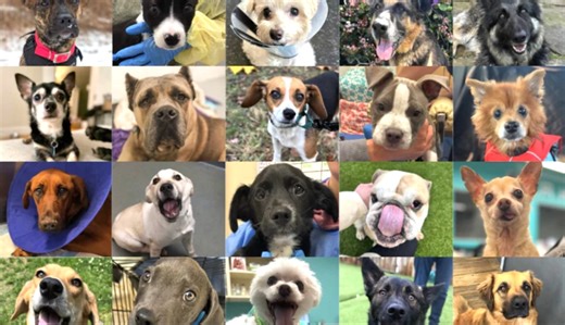 WeRateDogs Pays Tribute to 'The Dogs of 2024'